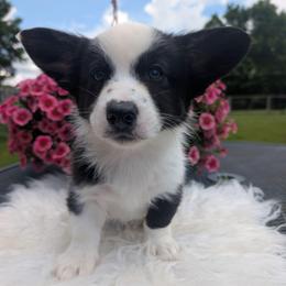 Will - Black and white male Cardigan Welsh Corgi puppy in Garrett, Indiana from Chloe's Colorful Corgis