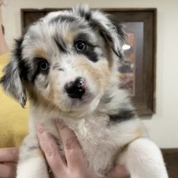 Australian Shepherd Puppies from 4t Aussies
