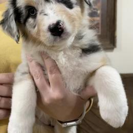 Australian Shepherd Puppies from 4t Aussies