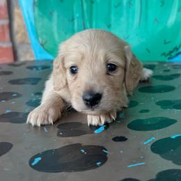 Ellen - Cream female Dachshund puppy in Hawley, Texas from Foxy’s Dachshunds & Toy Aussies