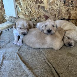Girl 4 - Light golden Golden Retriever puppy in Ringgold, Georgia from Southern Belle's Puppies