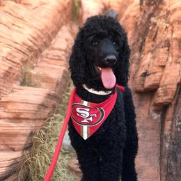 Poodles from Valentine Poodles