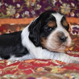 Butterfly - Black white and tan female English Springer Spaniel puppy in Chapmansboro, Tennessee from Balthrop Bend Farms