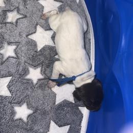 Blue - White and liver male German Shorthaired Pointer puppy in Macclenny, Florida from Steven & Melissa’s pointer
