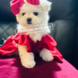 Maltese Puppies from Marvellous Maltese