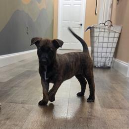 Belle (Dutch brindle female) - female Belgian Malinois puppy in Signal Mountain, Tennessee from Torgun Police Dogs