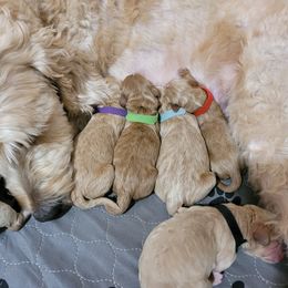 Goldendoodle puppies from Lila's Teddybear Goldendoodles