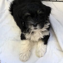 Havanese Puppies from Hoodview Havanese