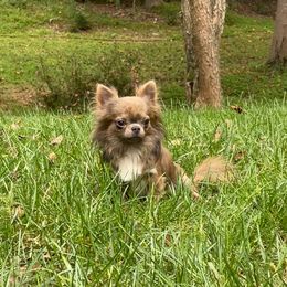 Theodore Jigsaw - Blue brindled fawn male Chihuahua puppy in Waxhaw, North Carolina from East Coast Bull Terriers N Chihuahuas