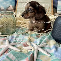 Dachshund Puppies from M.H.P Dachshunds