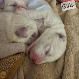 Girl 2 - White female Great Pyrenees puppy in Yucaipa, California from Rusty Horse Ranch Great Pyrenees