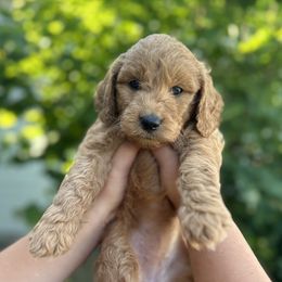 Goldendoodles from Happy Doodle