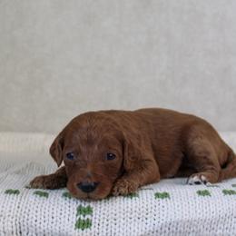 Carol - Red  female Goldendoodle puppy in Warsaw, Ohio from Lovabledoodles