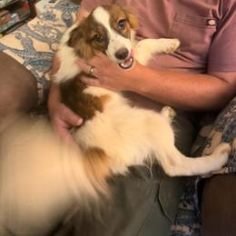 Mario - Boy 1 AKC - White and sable male Papillon puppy in Blue Ridge, Georgia from Butterfly Ridge