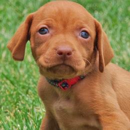 Vizslas from Jury's Major