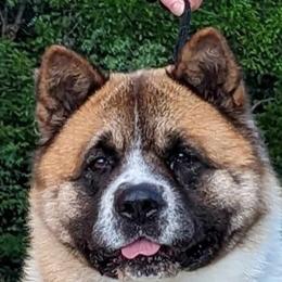 Toby - Akita