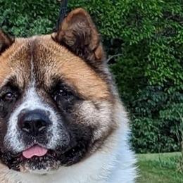 Toby - Akita