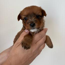 Daisy - Sable female Yorkshire Terrier puppy in Beulaville, North Carolina from Sunset Ranch