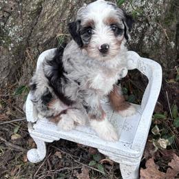 Tansy - Merle female Bernedoodle puppy in Rising Sun, Indiana from Ruby Lane Doodles