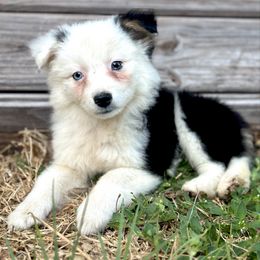 Autumn - Black tri Miniature Australian Shepherd puppy in Saint Cloud, Florida from Dirty Paws