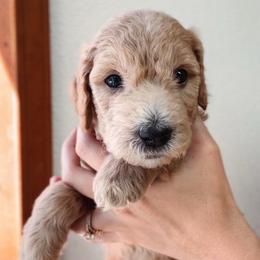 Fig - Cream female Goldendoodle puppy in Auburn, California from Golden Acre Doodles