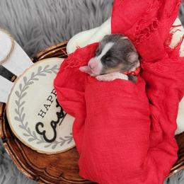 German Shepherd and Pembroke Welsh Corgi Puppies from J&R Shepherds & Corgis