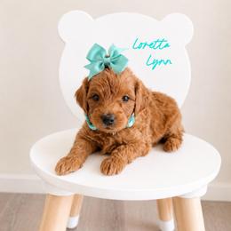 Loretta Lynn - Red  female Goldendoodle puppy in Hot Springs, Arkansas from Hot Springs Kennels