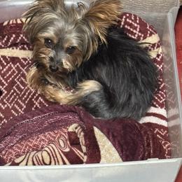 Bear - Yorkshire Terrier