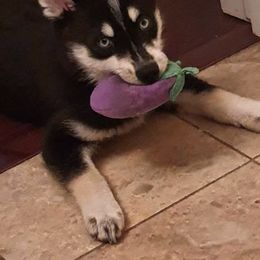 Pomsky Puppies from DoubleBee Pomsky Pups