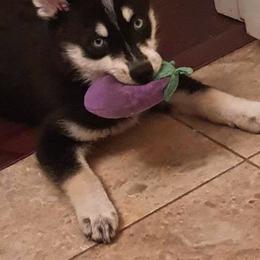 Pomsky Puppies from DoubleBee Pomsky Pups