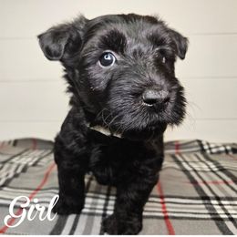 Girl 4 - Grey collar - Brindle female Scottish Terrier puppy in San Tan Valley, Arizona from For the love of Scotties