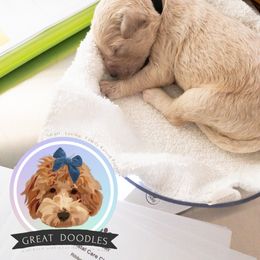 Goldendoodle and Poodle Puppies from Poodlely