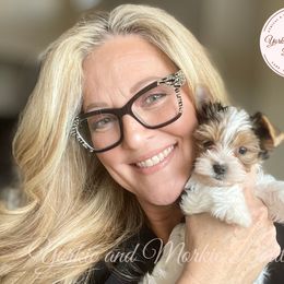 Morkie, Shorkie, and Yorkshire Terrier Puppies from Yorkie and Morkie Boutique