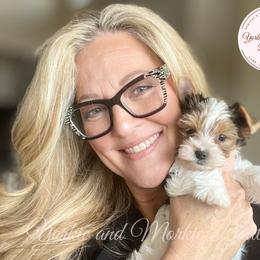 Morkie, Shorkie, and Yorkshire Terrier Puppies from Yorkie and Morkie Boutique