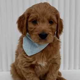 Light Blue - Red  male Goldendoodle puppy in Newmanstown, Pennsylvania from Homespundoodles
