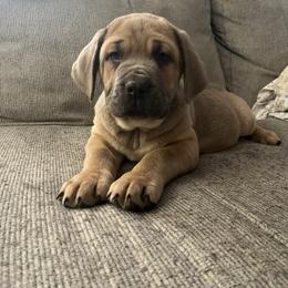 Brutis - Fawn male Cane Corso puppy in Lititz, Pennsylvania from Lititz Cane Corsos