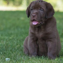 Gordon Setter and Labrador Retriever Puppies from Fenwyck