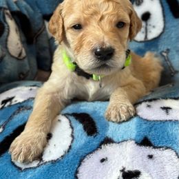 Goldendoodle Puppies from Bridger Peak Doodles