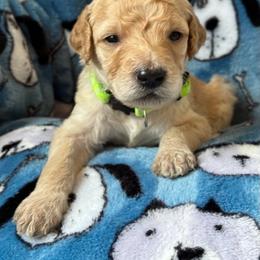 Goldendoodle Puppies from Bridger Peak Doodles