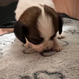 Girl 2 - White and sable female Papillon puppy in Carlsbad, New Mexico from Champagne Posh Papillons