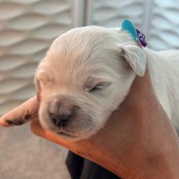 Girl 2 - Light golden female Golden Retriever puppy in Orland, California from Brownfield’s English Cream Golden Retrievers
