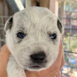 Boy 1- Goose - Blue Australian Cattle Dog puppy in Sebastopol, California from A Bar G Ranch ACDs