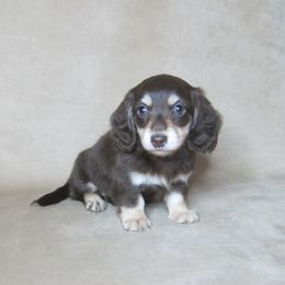 Poppy - Chocolate and cream female Dachshund puppy in Pana, Illinois from Doxie Waggin Tails