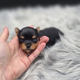 Girl 1 - Black and tan female Yorkshire Terrier puppy in Craig, Colorado from Yampa Valley Yorkies