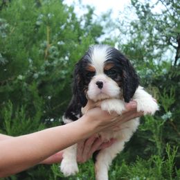 Cavalier King Charles Spaniel Puppies from Diamond Valley Ranch