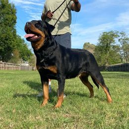 Kas - Rottweiler
