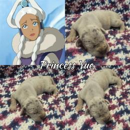Yuri - Merle female Great Dane puppy in Pollock, Louisiana from Danes Done Right