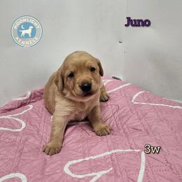 Juno - Yellow female Labrador Retriever puppy in Elloree, South Carolina from Moonlight Kennels LLC