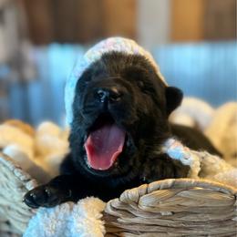 Heart - Black female German Shepherd puppy in Beryl, Utah from Von Den Mächtigen Kennels