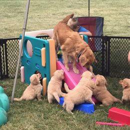 Golden Retriever Puppies from Lake Champlain Goldens